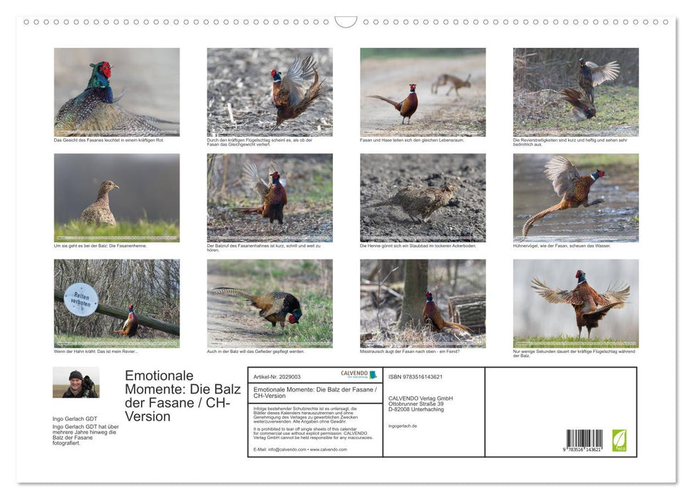 Emotionale Momente: Die Balz der Fasane / CH-Version (CALVENDO Wandkalender 2026)