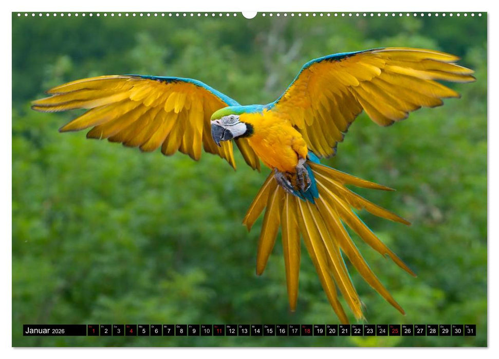 Papageien. Bunt, laut und klug (CALVENDO Premium Wandkalender 2026)