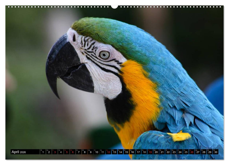Papageien. Bunt, laut und klug (CALVENDO Premium Wandkalender 2026)