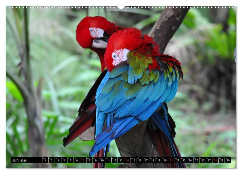 Papageien. Bunt, laut und klug (CALVENDO Premium Wandkalender 2026)