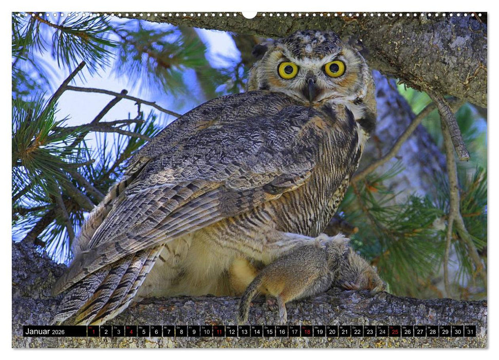Eulen. Mystische Schönheiten (CALVENDO Premium Wandkalender 2026)