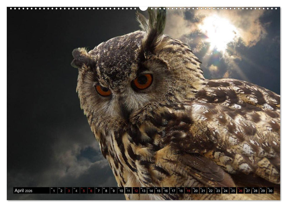 Eulen. Mystische Schönheiten (CALVENDO Premium Wandkalender 2026)