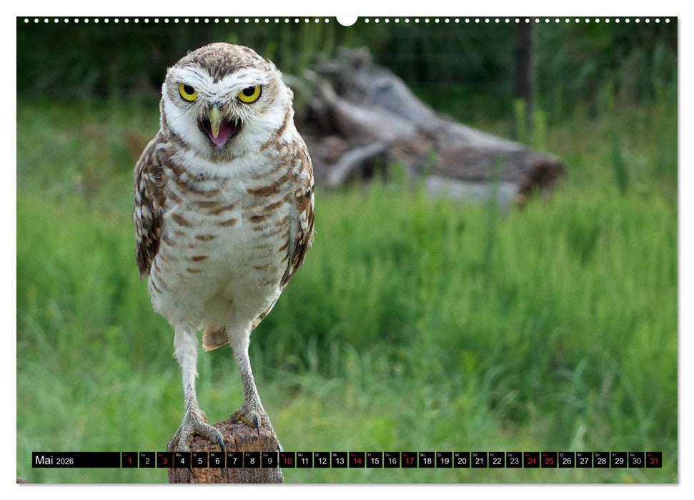 Eulen. Mystische Schönheiten (CALVENDO Premium Wandkalender 2026)