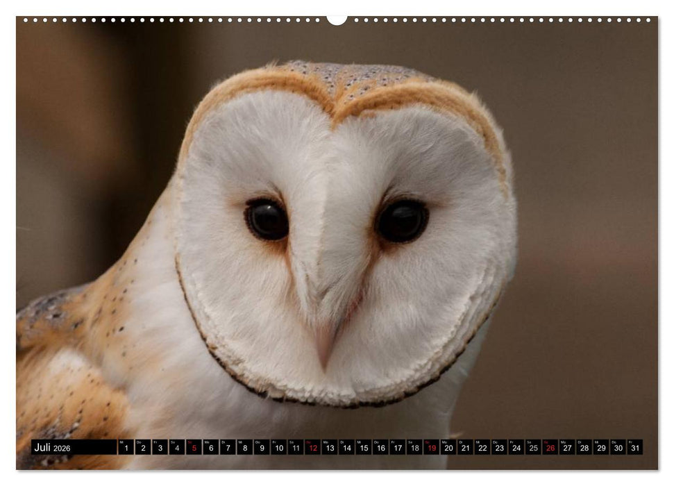 Eulen. Mystische Schönheiten (CALVENDO Premium Wandkalender 2026)