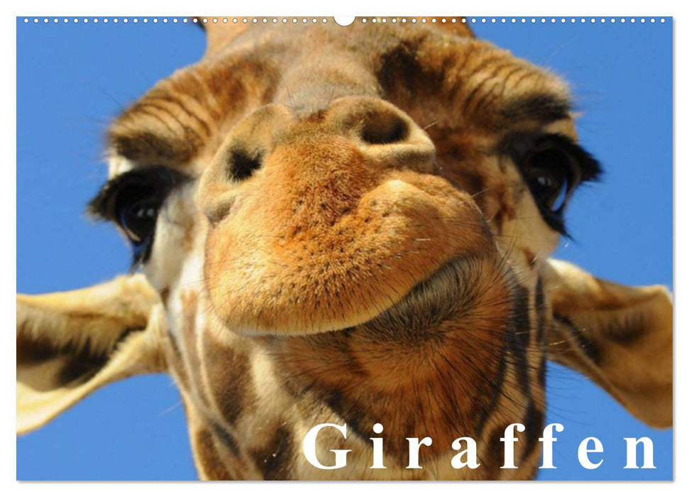 Giraffen / Geburtstagskalender (CALVENDO Wandkalender 2026)