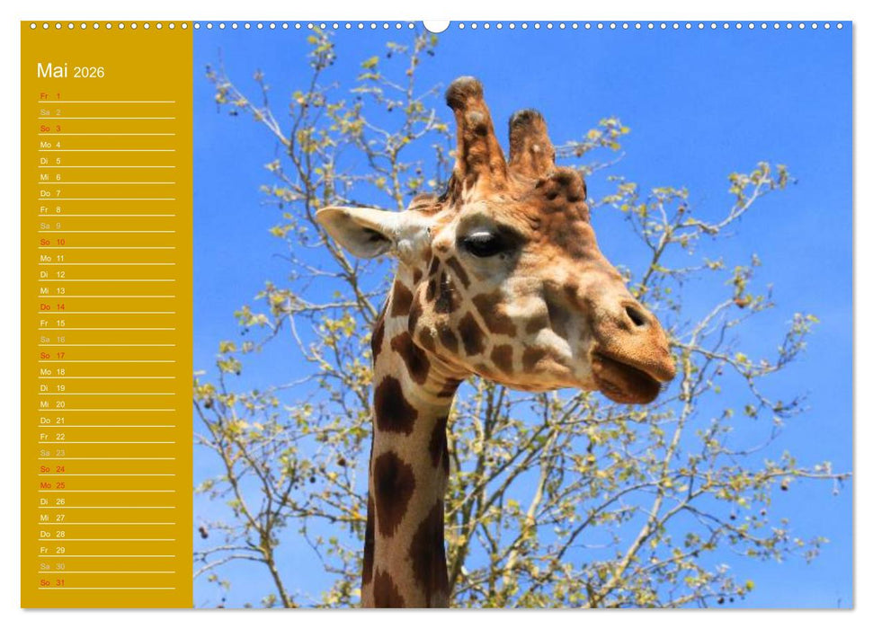 Giraffen / Geburtstagskalender (CALVENDO Wandkalender 2026)