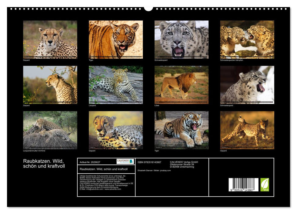 Raubkatzen. Wild, schön und kraftvoll (CALVENDO Premium Wandkalender 2026)