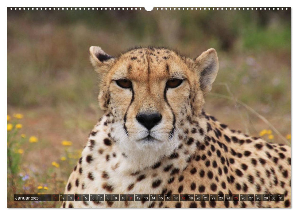 Raubkatzen. Wild, schön und kraftvoll (CALVENDO Premium Wandkalender 2026)