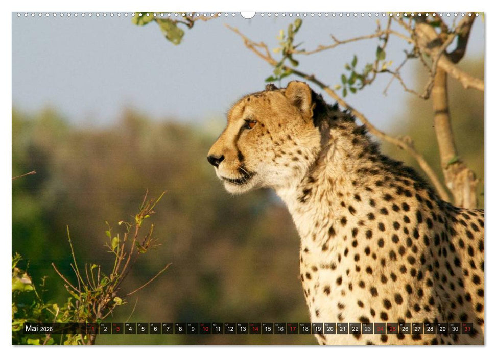 Raubkatzen. Wild, schön und kraftvoll (CALVENDO Premium Wandkalender 2026)