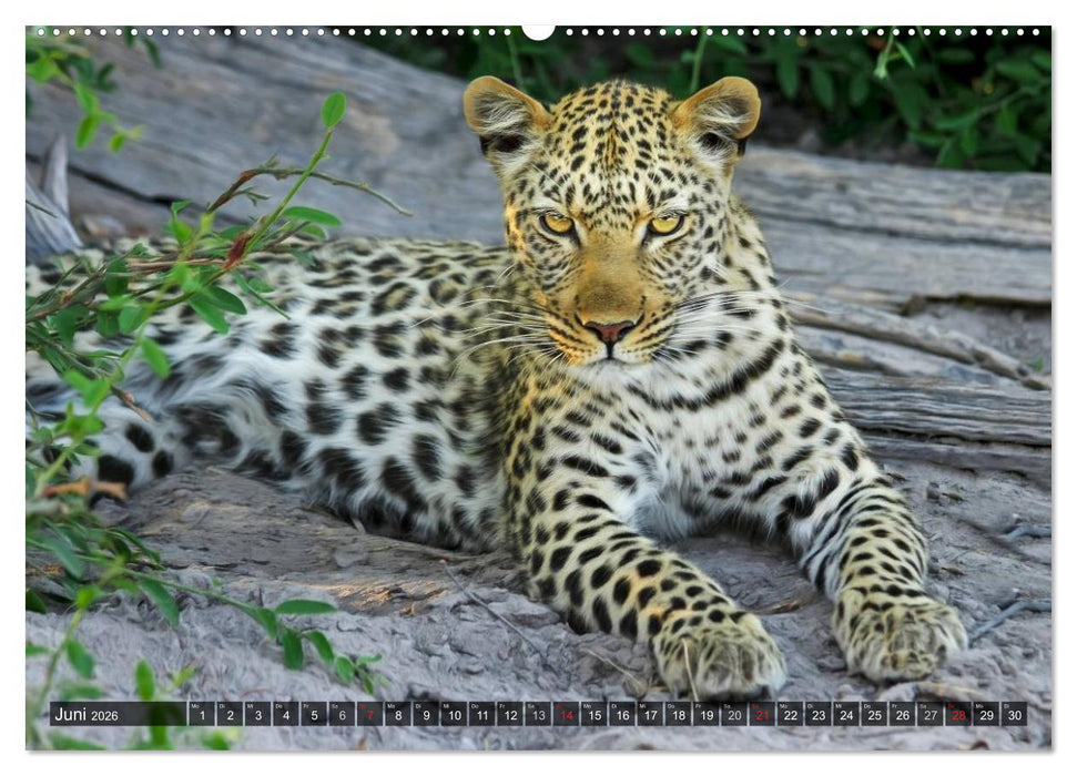 Raubkatzen. Wild, schön und kraftvoll (CALVENDO Premium Wandkalender 2026)