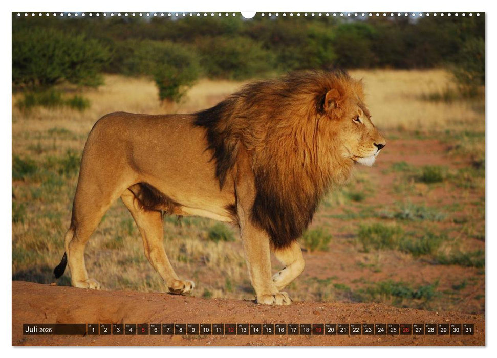 Raubkatzen. Wild, schön und kraftvoll (CALVENDO Premium Wandkalender 2026)
