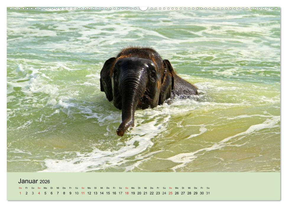 Elefanten. Badespaß am Strand (CALVENDO Premium Wandkalender 2026)