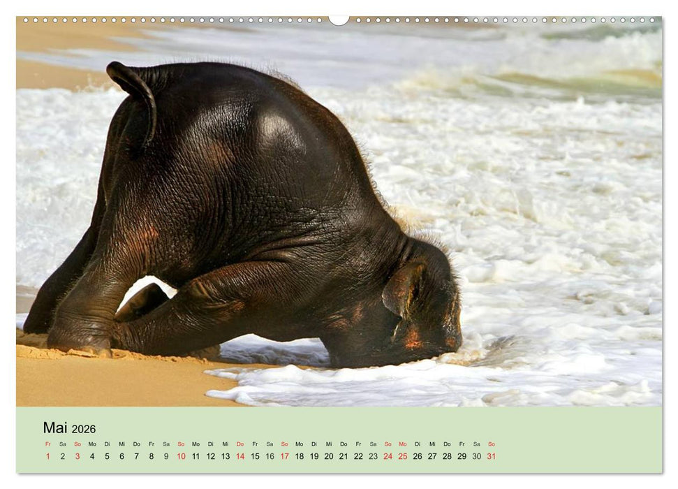 Elefanten. Badespaß am Strand (CALVENDO Premium Wandkalender 2026)