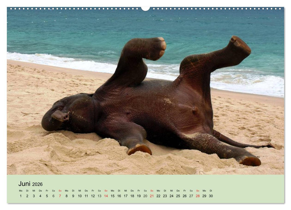 Elefanten. Badespaß am Strand (CALVENDO Premium Wandkalender 2026)