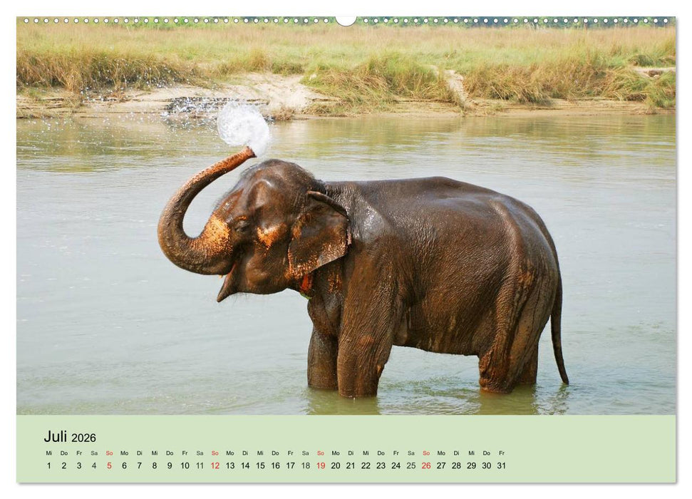 Elefanten. Badespaß am Strand (CALVENDO Premium Wandkalender 2026)