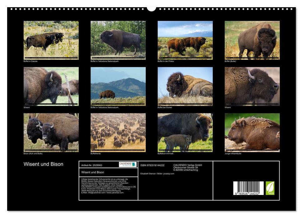 Wisent und Bison (CALVENDO Premium Wandkalender 2026)
