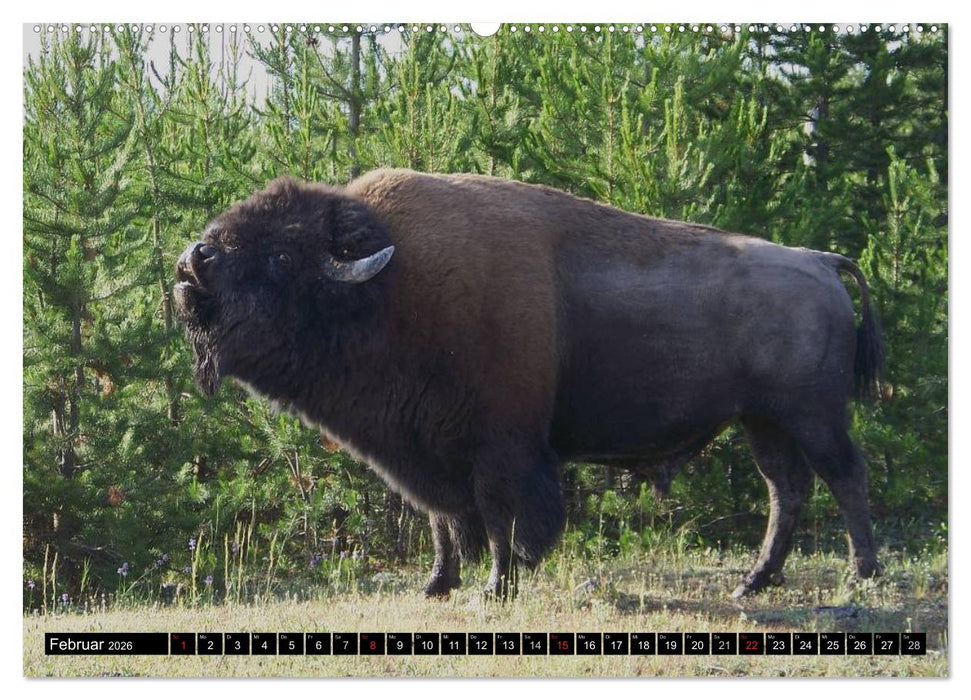 Wisent und Bison (CALVENDO Premium Wandkalender 2026)