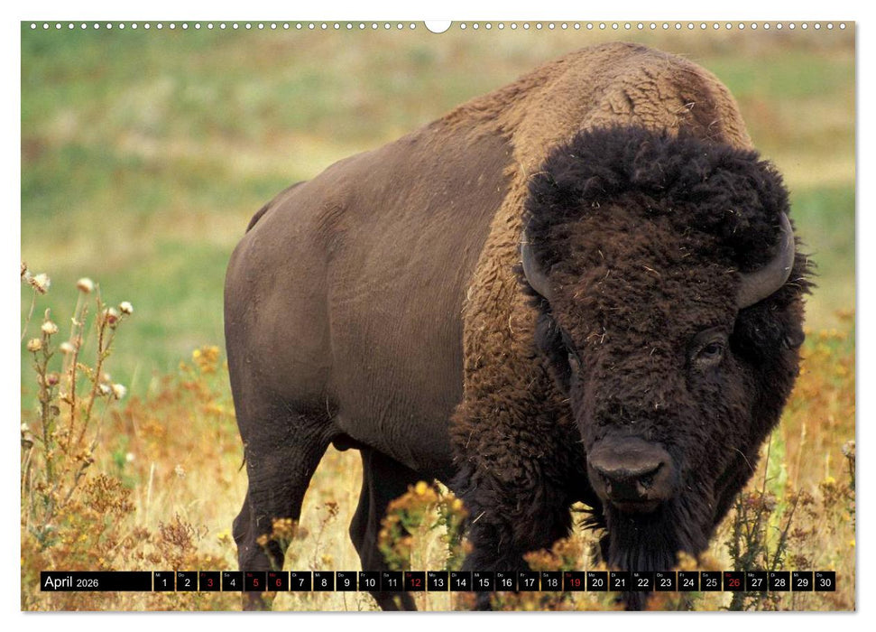 Wisent und Bison (CALVENDO Premium Wandkalender 2026)