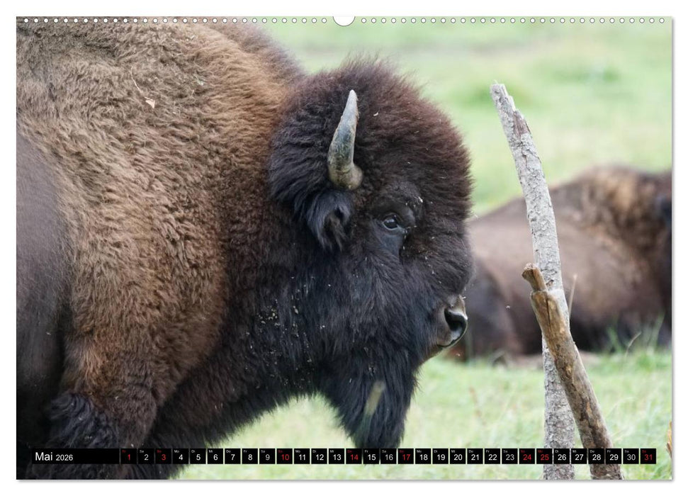 Wisent und Bison (CALVENDO Premium Wandkalender 2026)