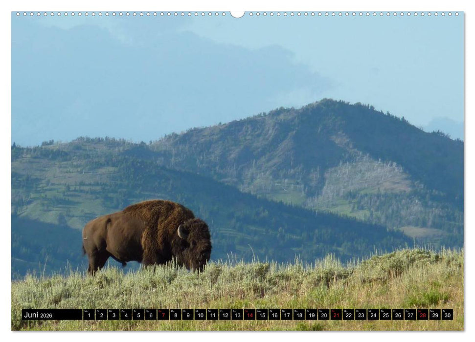 Wisent und Bison (CALVENDO Premium Wandkalender 2026)