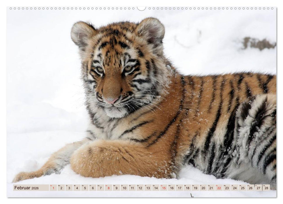 Tiger. Gestreift, wild u. schön (CALVENDO Premium Wandkalender 2026)