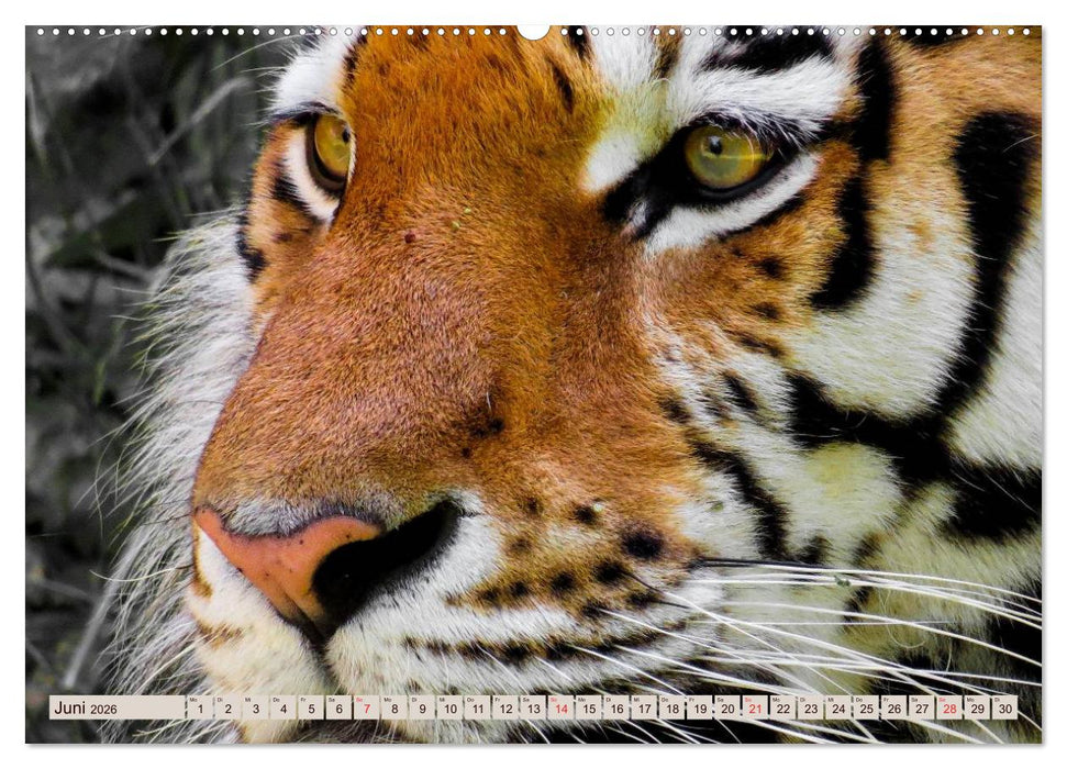 Tiger. Gestreift, wild u. schön (CALVENDO Premium Wandkalender 2026)