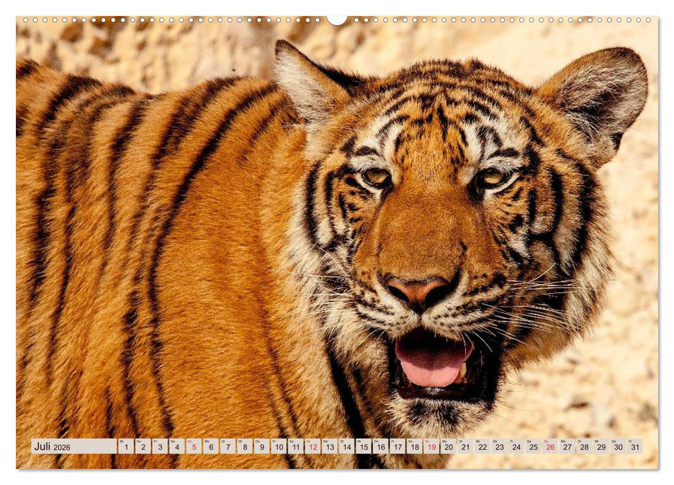 Tiger. Gestreift, wild u. schön (CALVENDO Premium Wandkalender 2026)