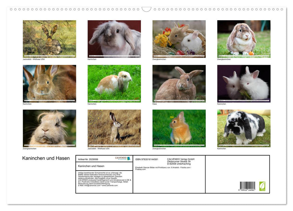 Kaninchen und Hasen (CALVENDO Wandkalender 2026)