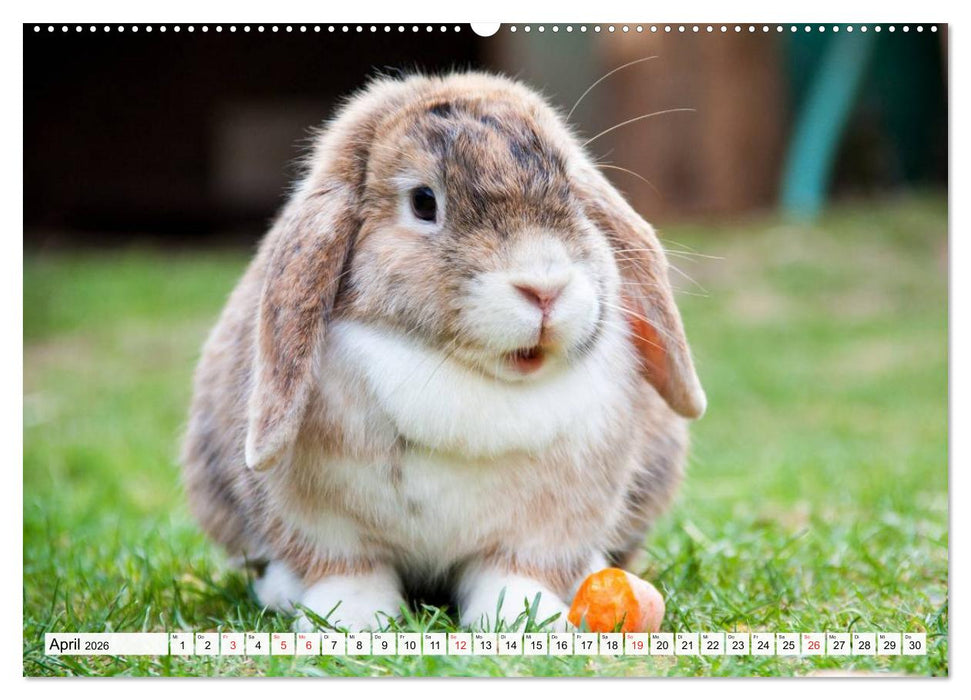 Kaninchen und Hasen (CALVENDO Wandkalender 2026)