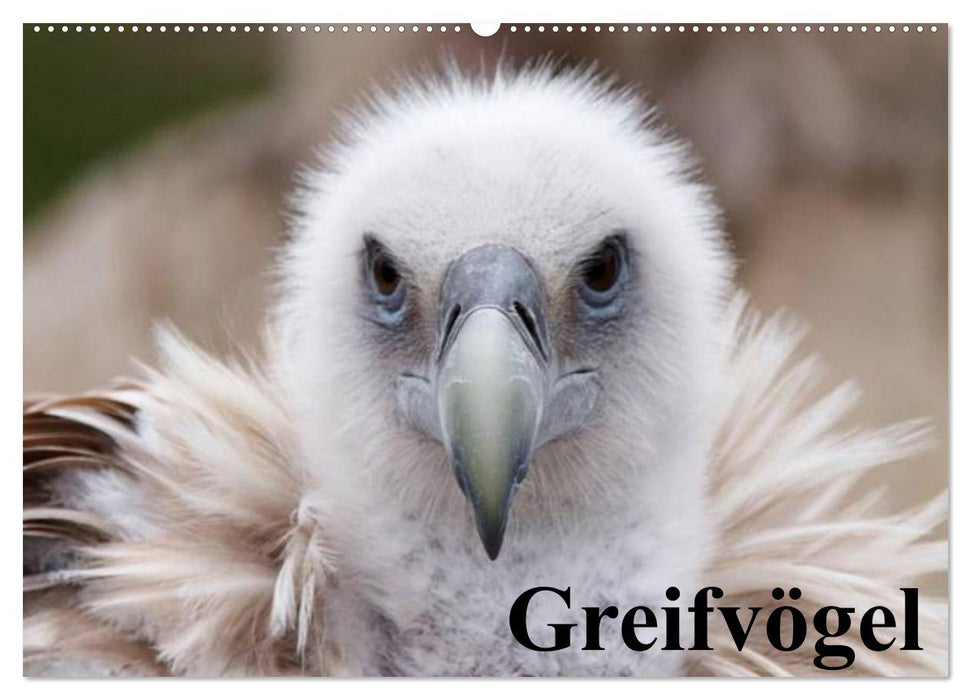 Greifvögel (CALVENDO Wandkalender 2026)