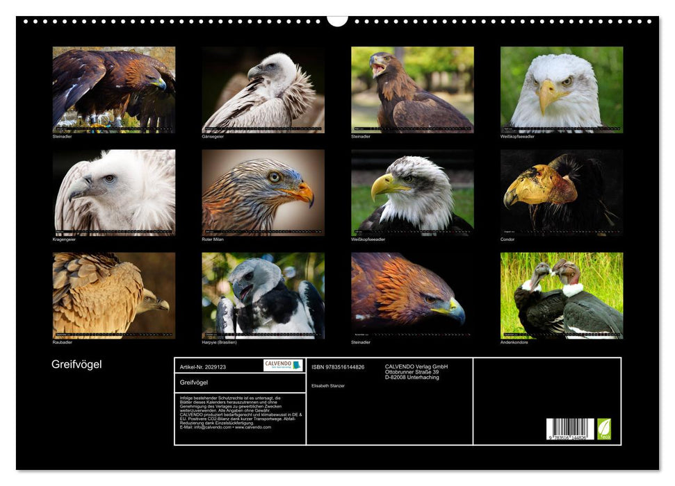 Greifvögel (CALVENDO Wandkalender 2026)