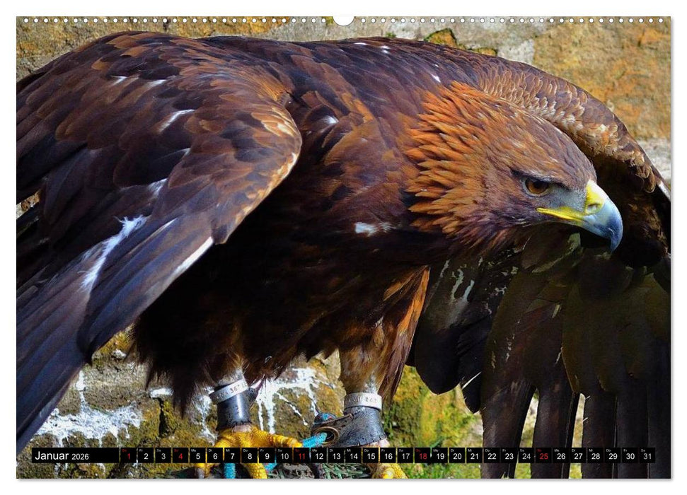 Greifvögel (CALVENDO Wandkalender 2026)