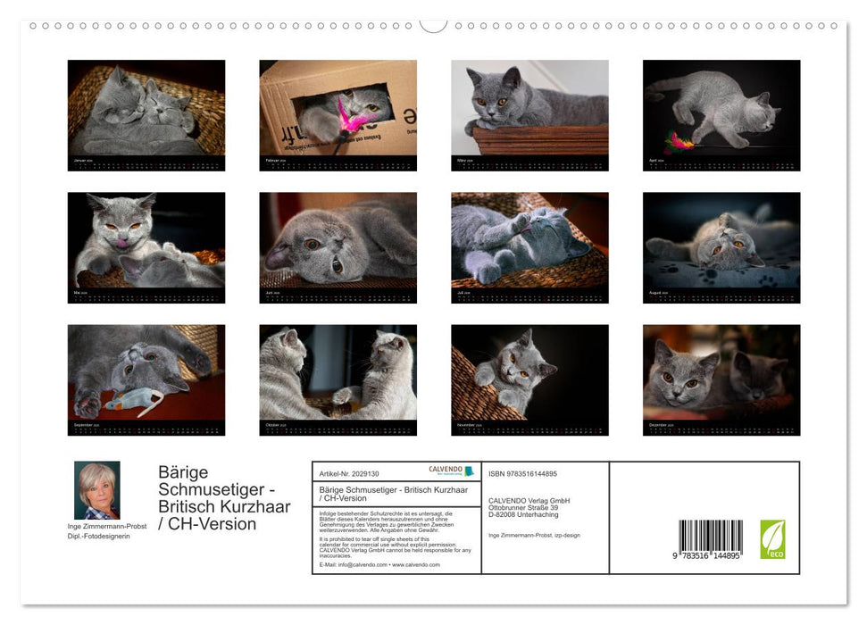 Bärige Schmusetiger - Britisch Kurzhaar / CH-Version (CALVENDO Premium Wandkalender 2026)