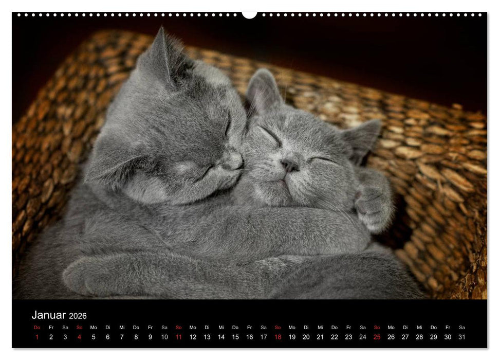 Bärige Schmusetiger - Britisch Kurzhaar / CH-Version (CALVENDO Premium Wandkalender 2026)