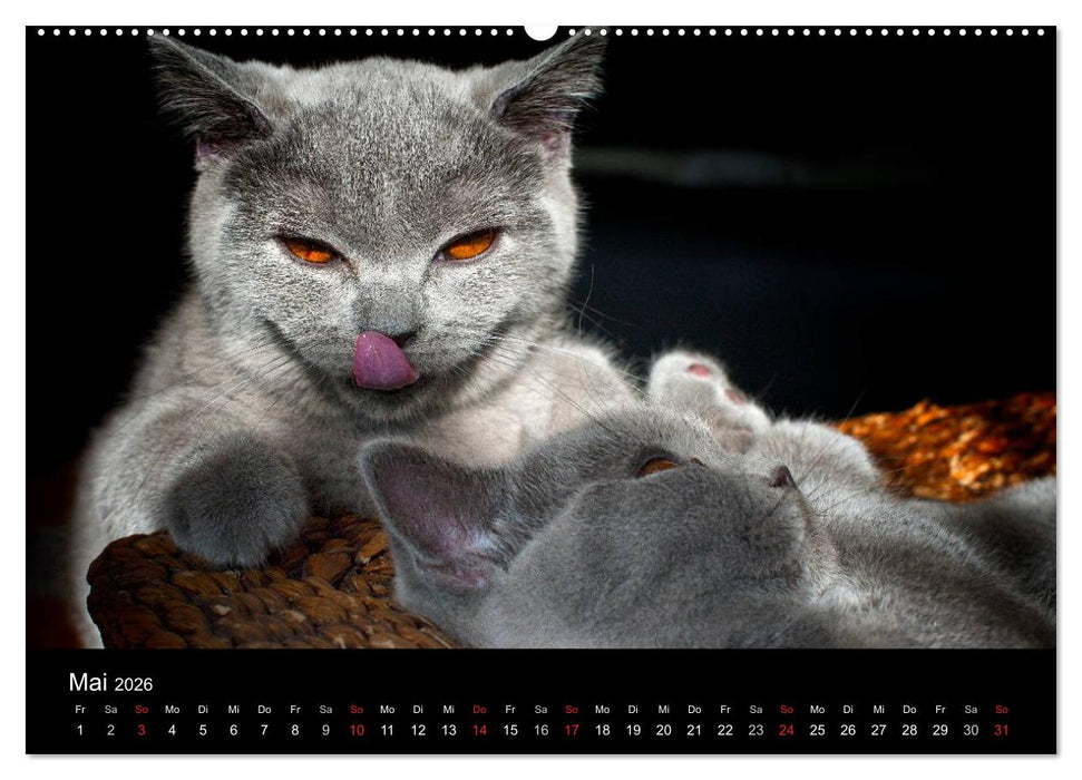 Bärige Schmusetiger - Britisch Kurzhaar / CH-Version (CALVENDO Premium Wandkalender 2026)