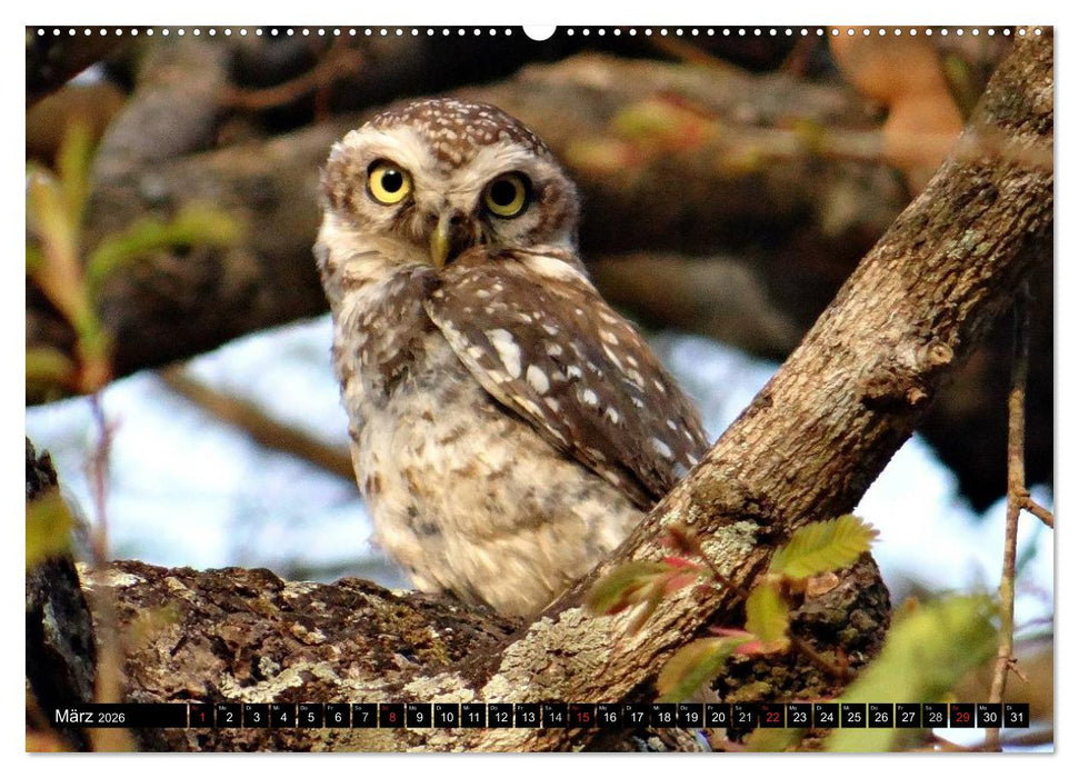 Eulen. Mystische Schönheiten (CALVENDO Wandkalender 2026)