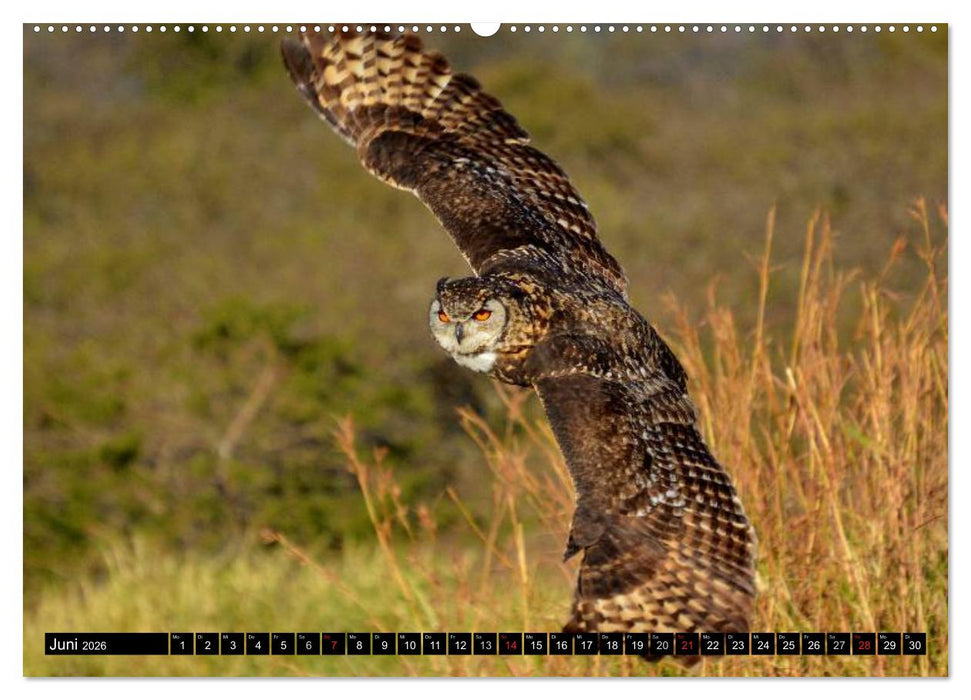 Eulen. Mystische Schönheiten (CALVENDO Wandkalender 2026)