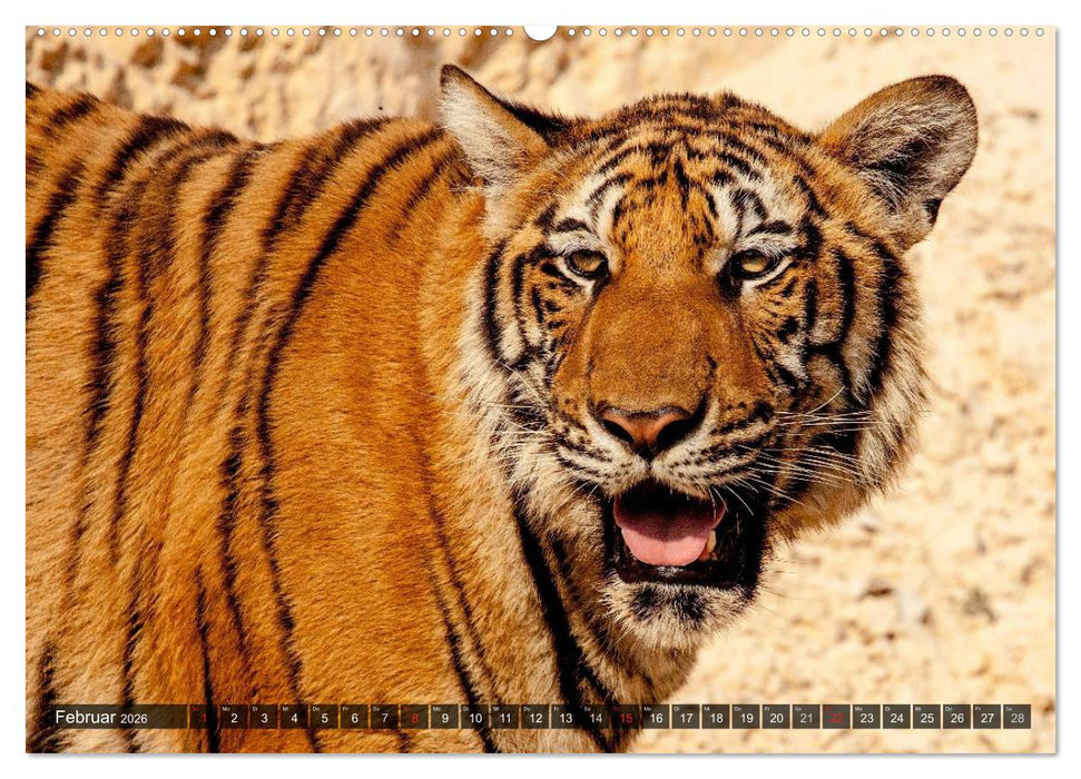 Raubkatzen. Wild, schön und kraftvoll (CALVENDO Wandkalender 2026)