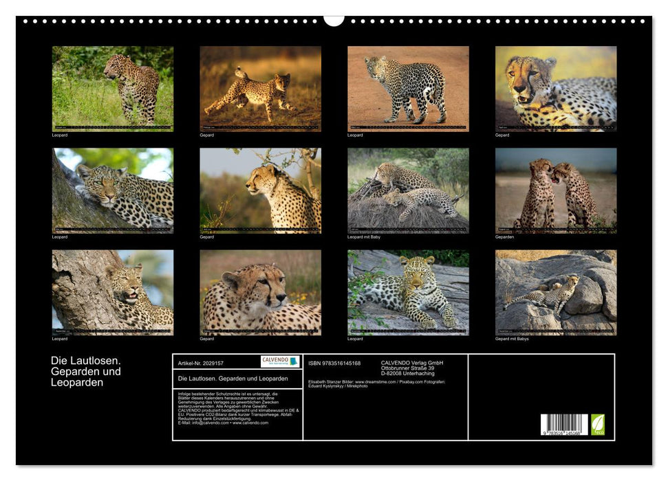 Die Lautlosen. Geparden und Leoparden (CALVENDO Wandkalender 2026)