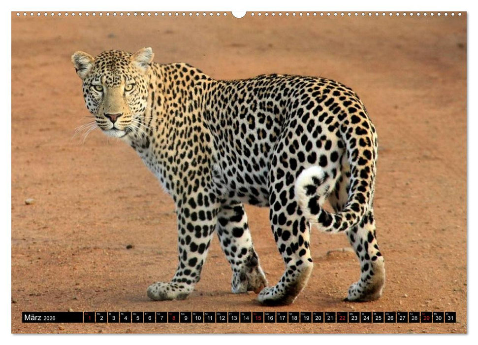 Die Lautlosen. Geparden und Leoparden (CALVENDO Wandkalender 2026)
