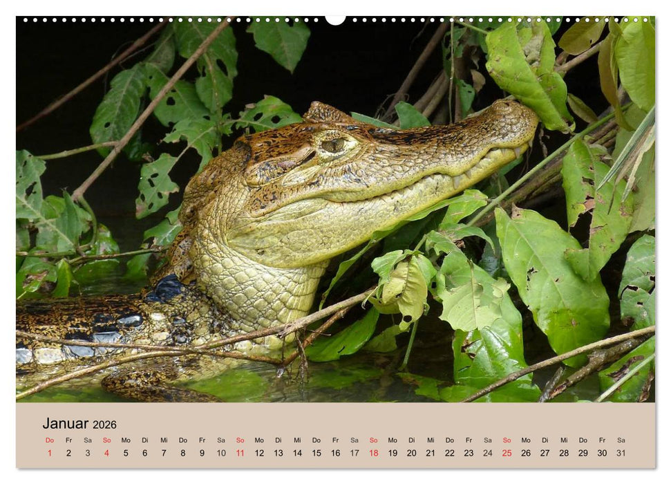 Brasilien. Impressionen (CALVENDO Wandkalender 2026)