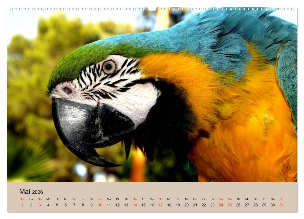 Brasilien. Impressionen (CALVENDO Wandkalender 2026)