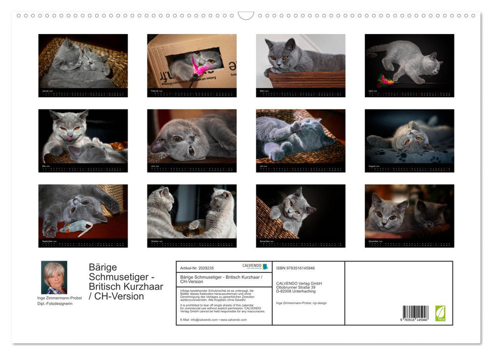 Bärige Schmusetiger - Britisch Kurzhaar / CH-Version (CALVENDO Wandkalender 2026)