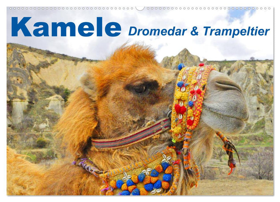 Kamele • Dromedar & Trampeltier (CALVENDO Wandkalender 2026)