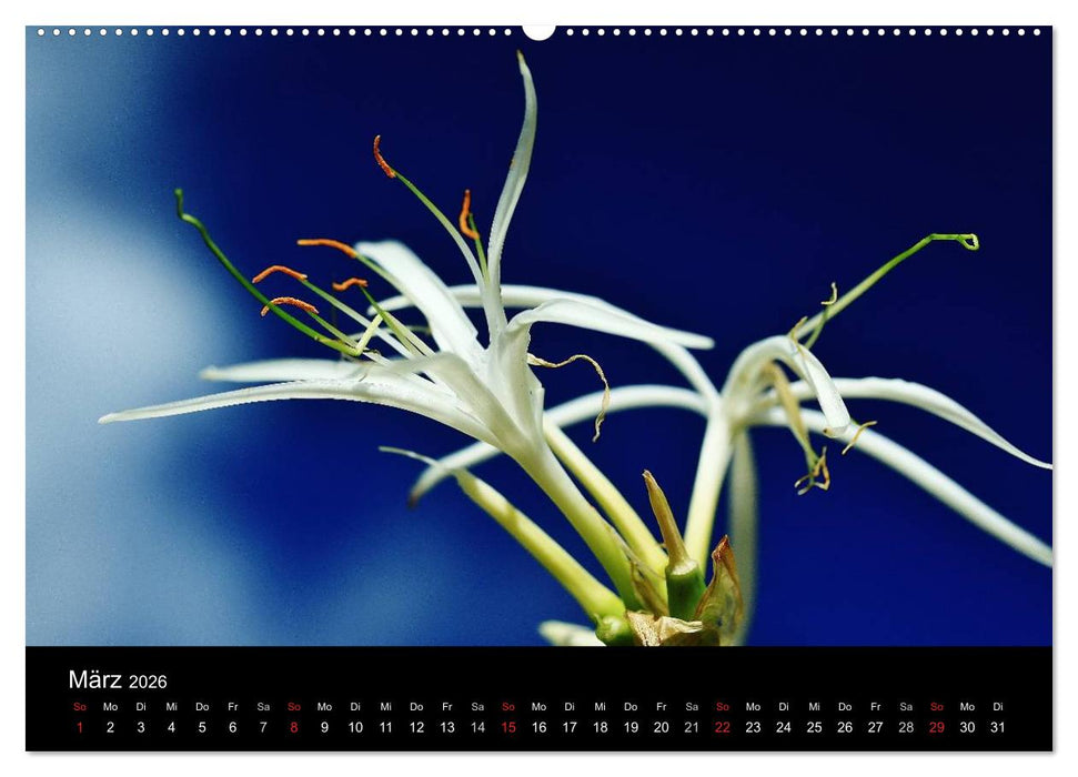 Mauritius - Moments (CALVENDO Wandkalender 2026)