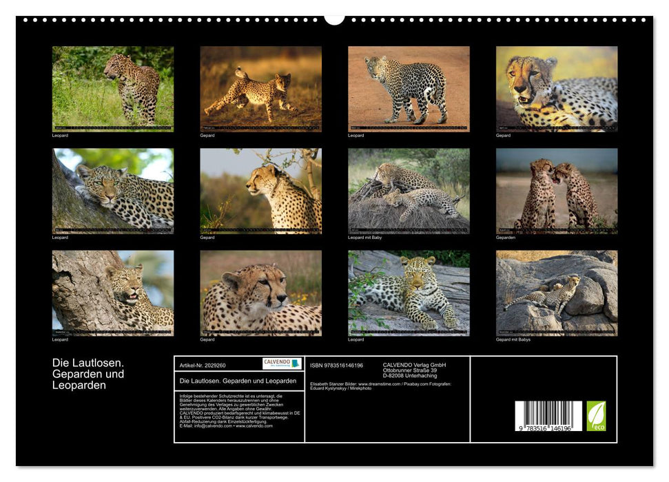 Die Lautlosen. Geparden und Leoparden (CALVENDO Premium Wandkalender 2026)