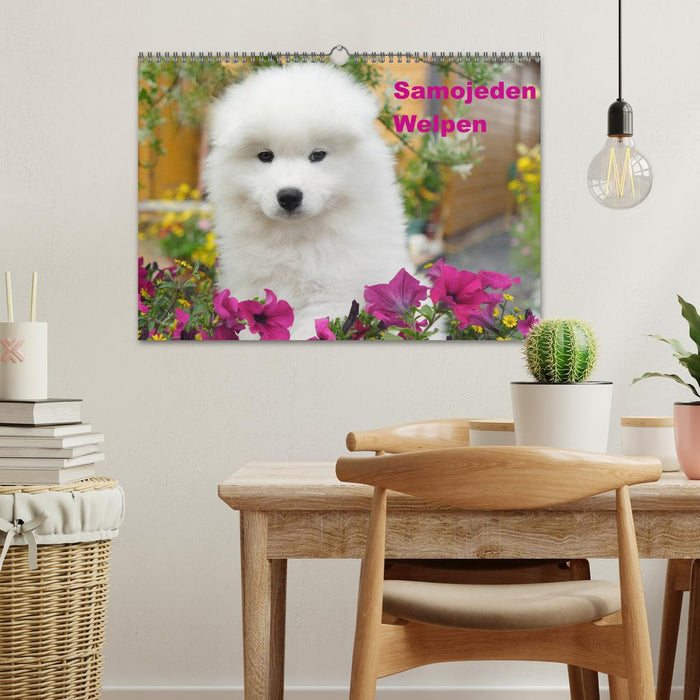 Samojeden Welpen (CALVENDO Wandkalender 2026)