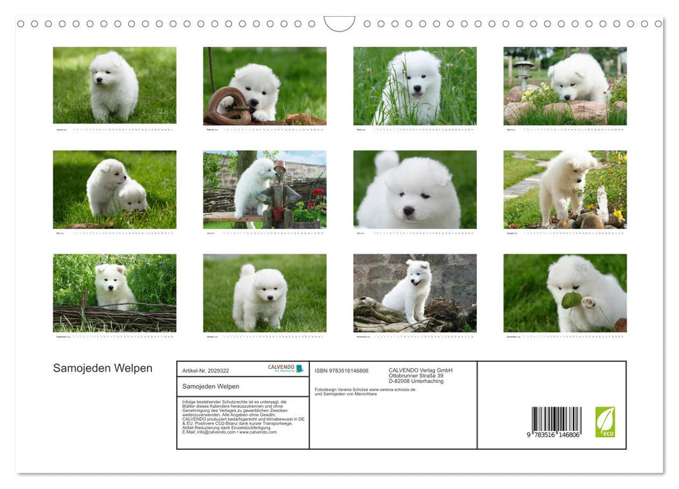 Samojeden Welpen (CALVENDO Wandkalender 2026)