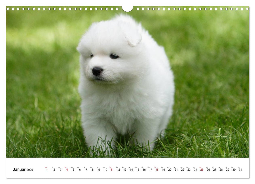 Samojeden Welpen (CALVENDO Wandkalender 2026)