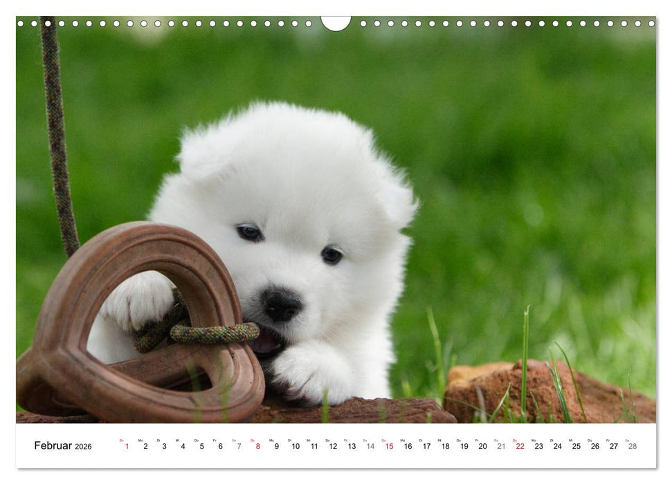 Samojeden Welpen (CALVENDO Wandkalender 2026)
